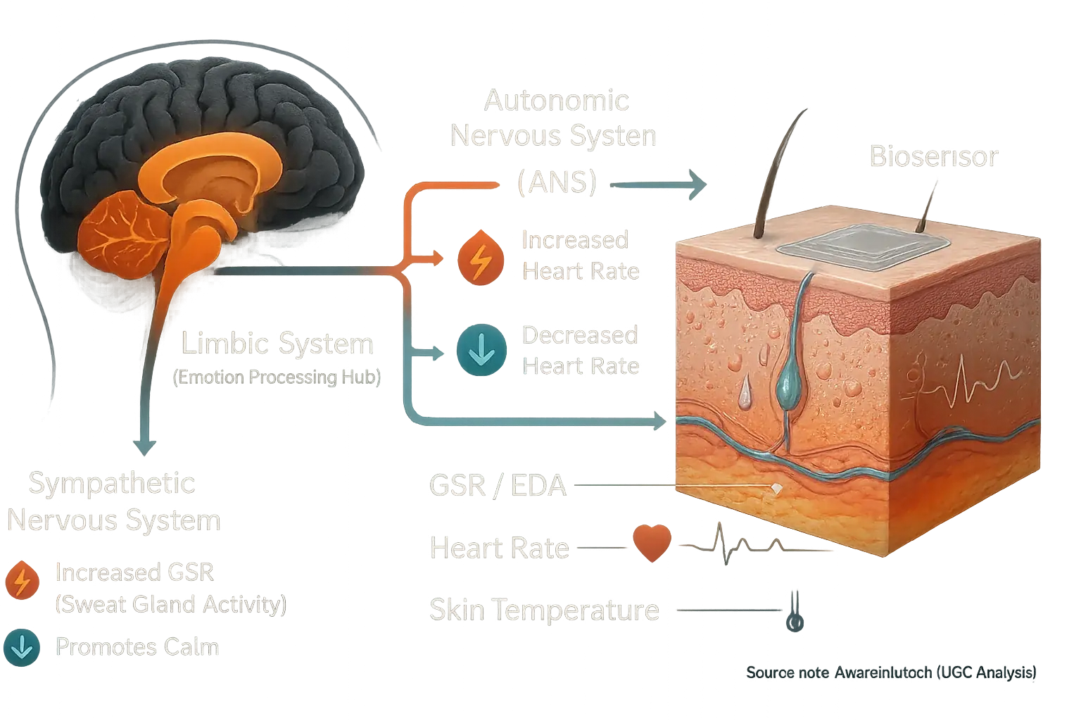 Neural pathways flowing from brain emotion centers to skin, illustrating the neuroscience of biosensor emotion detection.